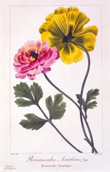 Persialainen leinikki, 1836 (käsinvärinen kaiverrus)
